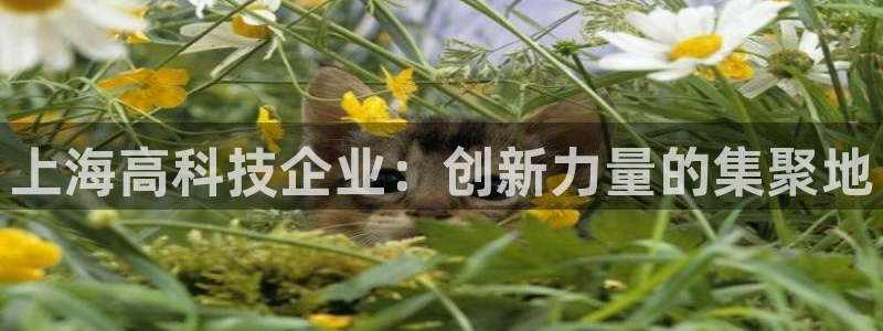 天宏娱乐是骗局吗：上海高科技企业：创新力量的集聚地